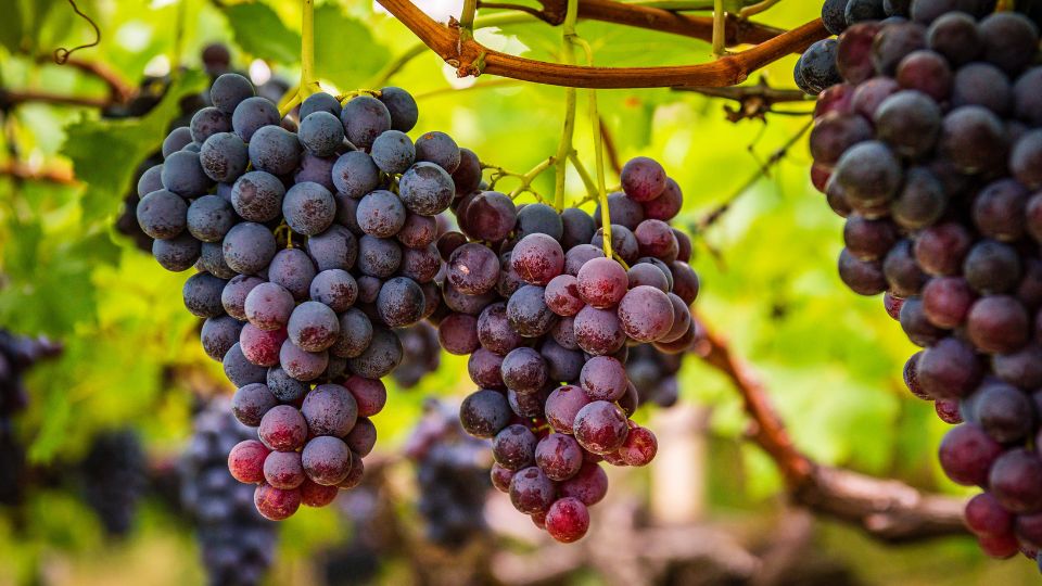Hrozno na viniči, bohaté na antioxidanty a vitamíny, podporujúce zdravie pleti.