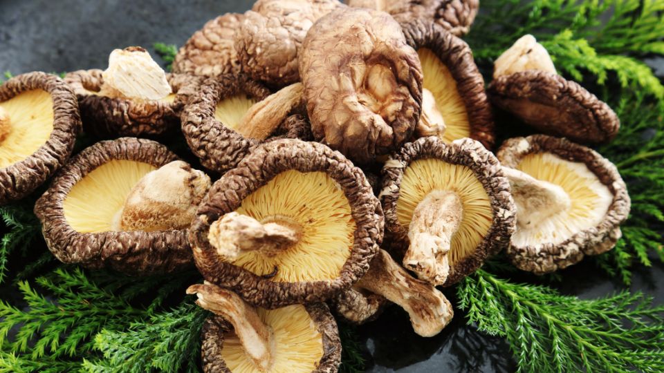 Huba shiitake, známa svojou hnedou farbou a žltým vnútrom, leží na zelených listoch.