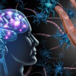 Ilustrácia mozgu s neurónmi a synapsami, znázorňujúca ich interakciu.