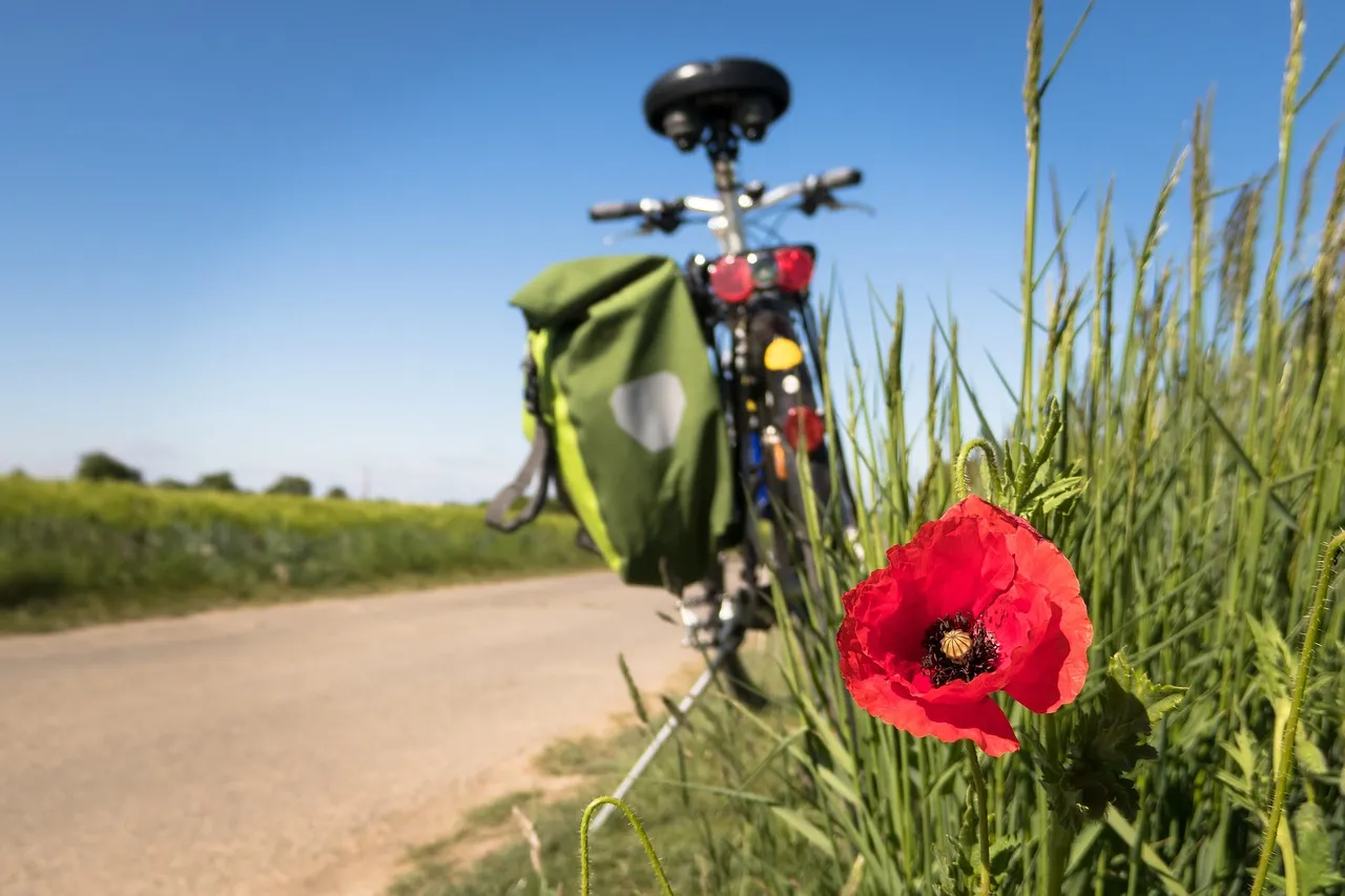 Kvet vlčieho maku v tráve pri ceste s bicyklom v pozadí.