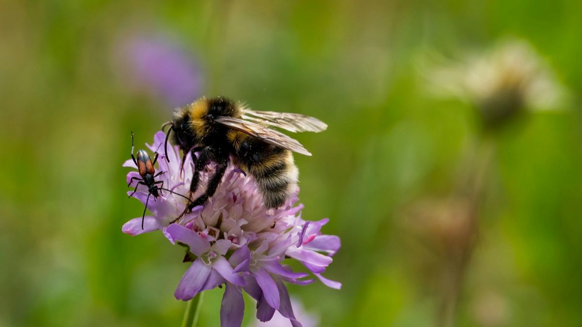 Bumblebee collecting nectar from a purple flower in a vibrant green environment.