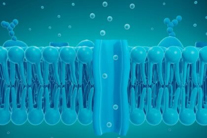 Ilustrácia bunkovej membrány s iónmi a proteínmi, ktoré ovplyvňujú prenos signálov.