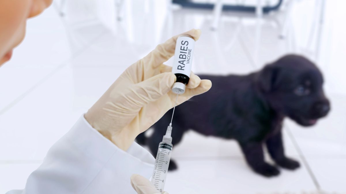 Veterinár pripravuje vakcínu proti besnote pre šteniatko.
