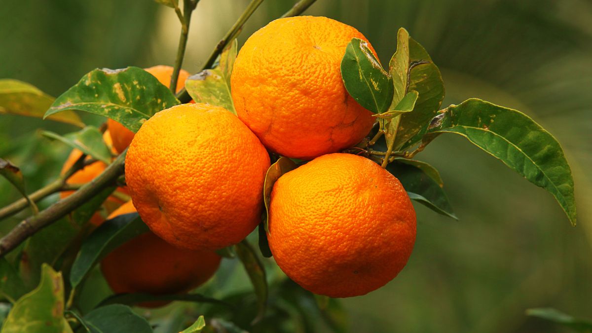 Na strome visí niekoľko zrelých horkých pomarančov s jasne oranžovou farbou.