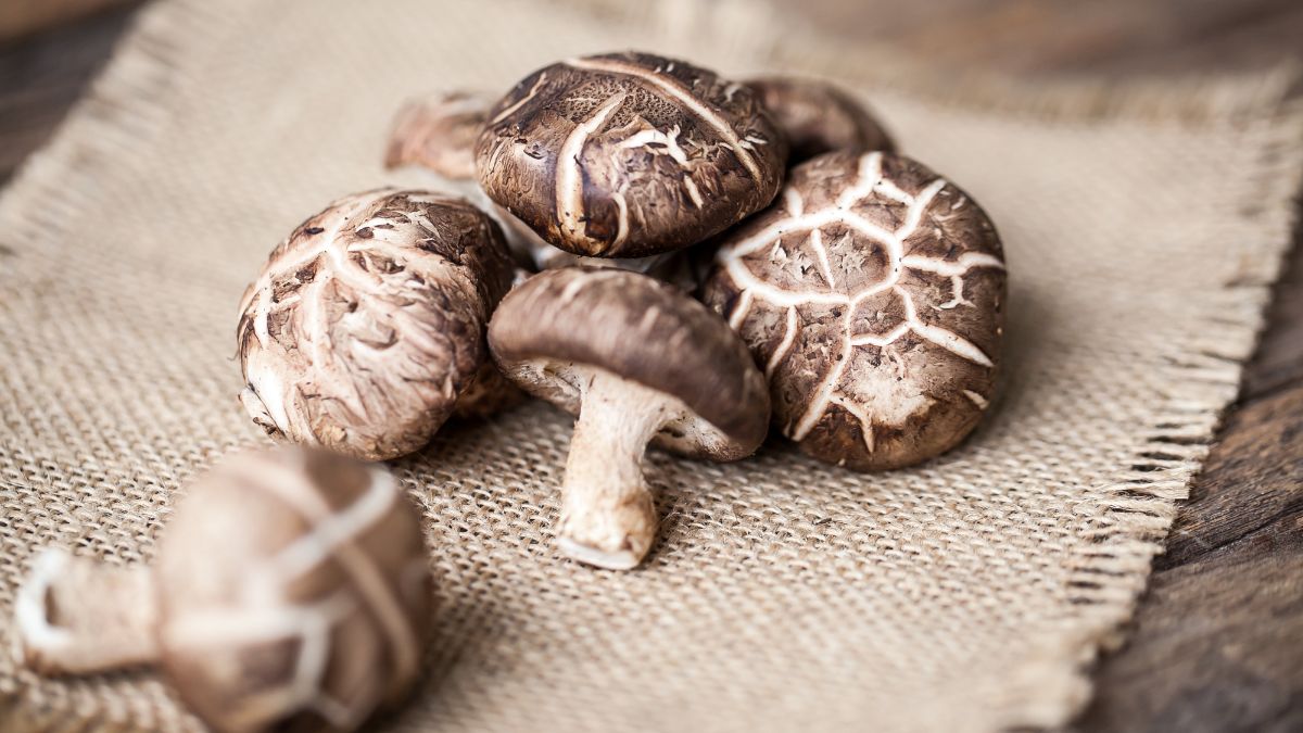 Huba Shiitake huby na jute látke, bohaté na živiny a chuť.