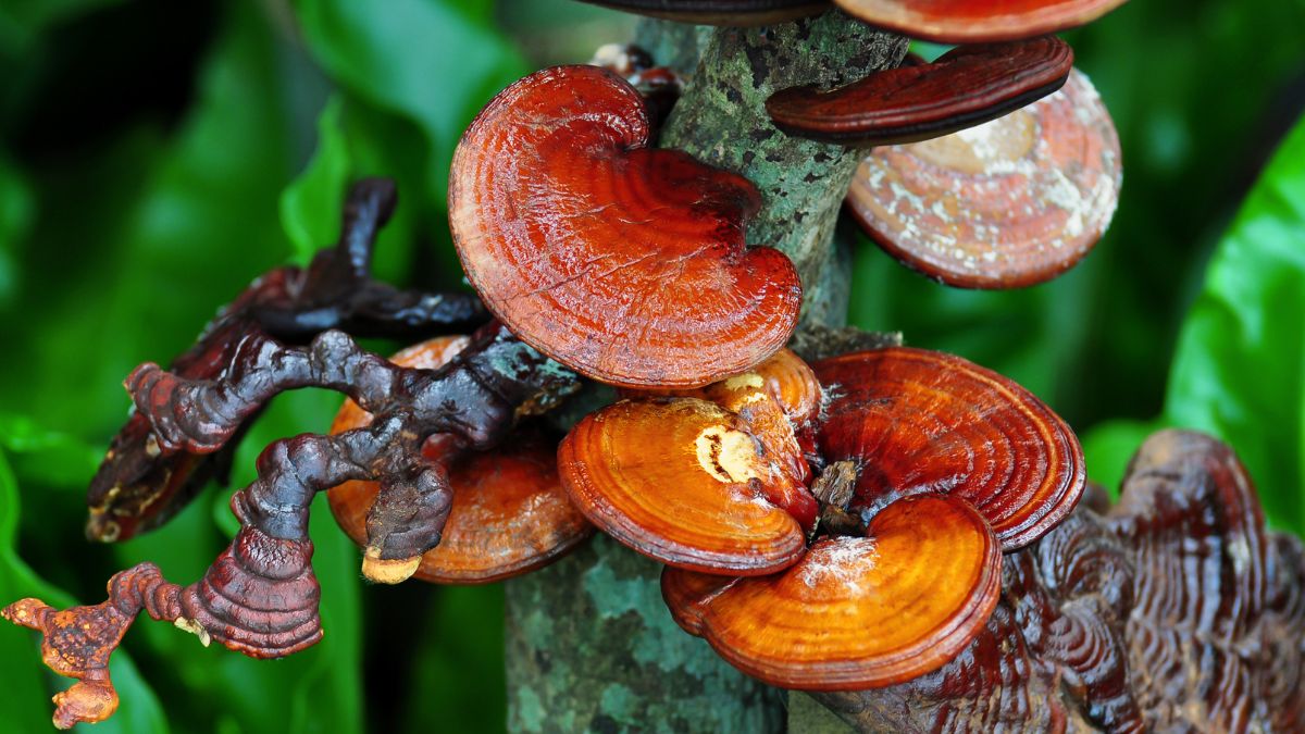 Huba ganoderma s lesklým povrchom rastúca na dreve v prírode.