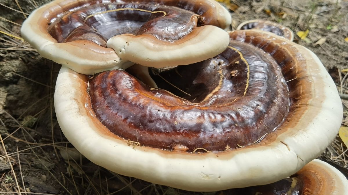 Detailný pohľad na Reishi huba s charakteristickým tvarom a farbami.