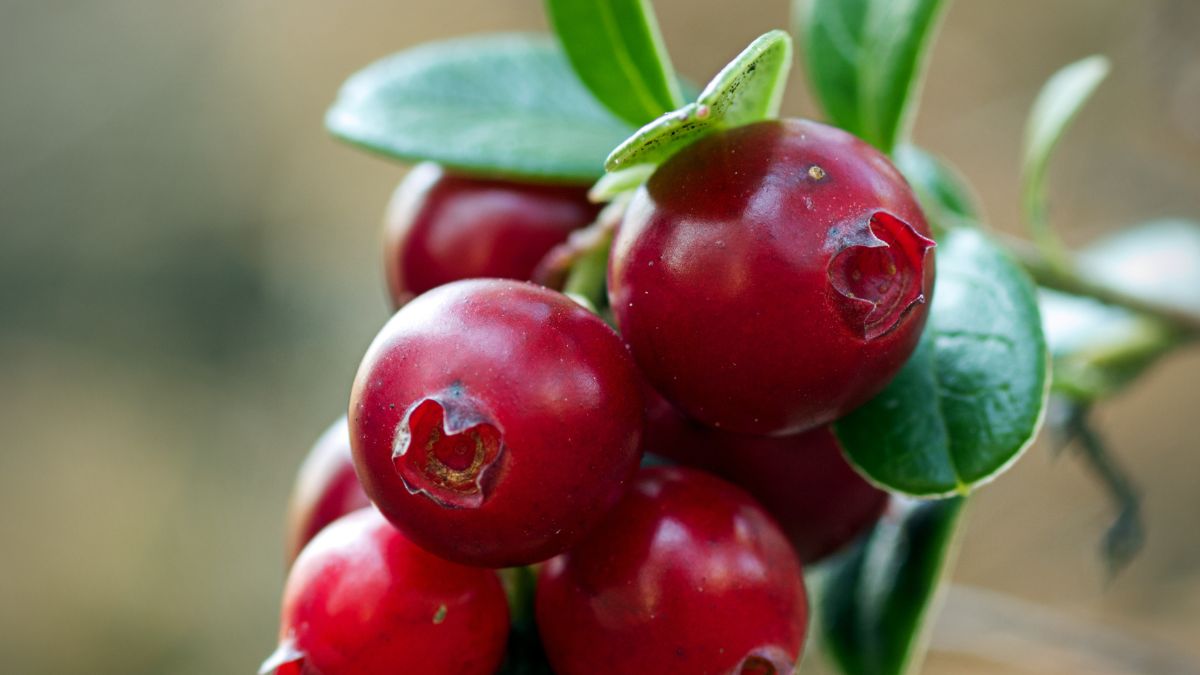 Čerstvé brusnice na kríku, bohaté na antioxidanty a prospešné pre zdravie.